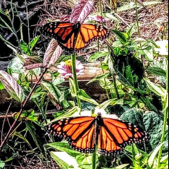 Meet your Posher, Kris - Picture 8 of 10